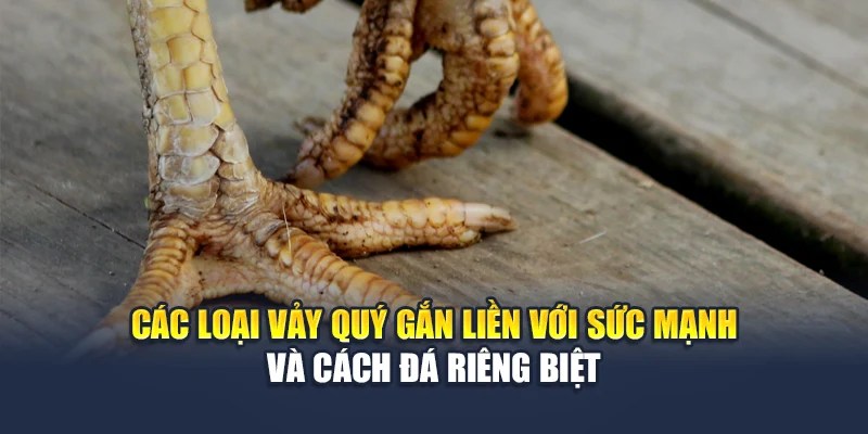 Các loại vảy quý gắn liền với sức mạnh và cách đá riêng biệt