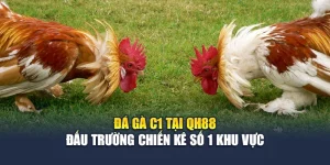 Đá Gà C1 Tại QH88 - Đấu Trường Chiến Kê Số 1 Khu Vực
