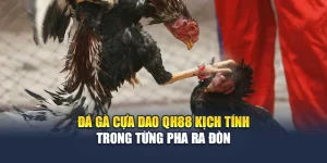 Đá Gà Cựa Dao QH88 Kịch Tính Trong Từng Pha Ra Đòn