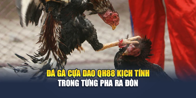 Đá Gà Cựa Dao QH88 Kịch Tính Trong Từng Pha Ra Đòn