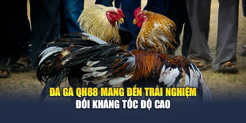 Đá gà QH88 mang đến trải nghiệm đối kháng tốc độ cao