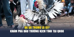 Đá Gà Thomo Là Gì? Khám Phá Đấu Trường Kịch Tính Tại QH88