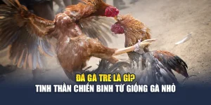 Đá Gà Tre Là Gì? Tinh Thần Chiến Binh Từ Giống Gà Nhỏ