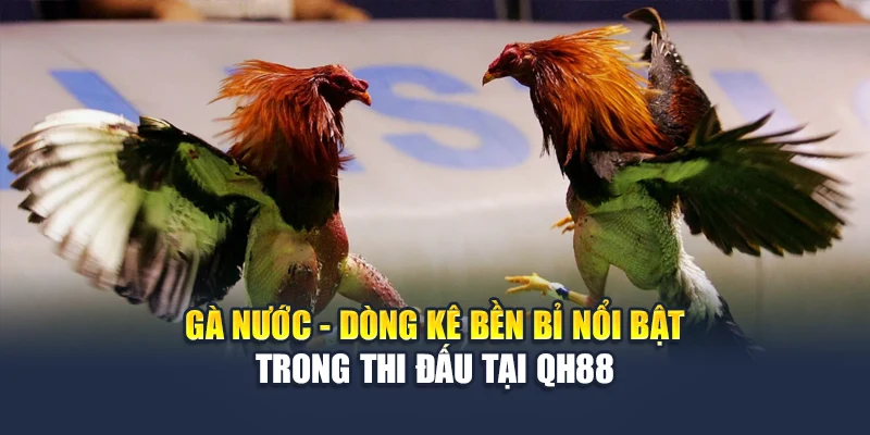 Gà Nước - Dòng Kê Bền Bỉ Nổi Bật Trong Thi Đấu Tại QH88