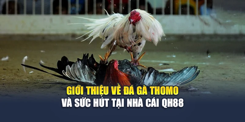 Giới thiệu về đá gà Thomo và sức hút tại nhà cái QH88