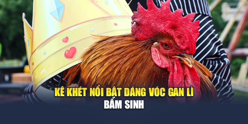 Kê khét nổi bật dáng vóc gan lì bẩm sinh