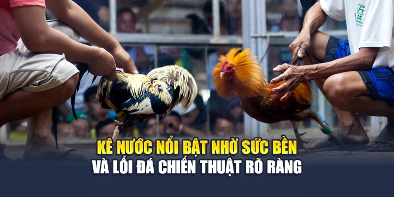 Kê nước nổi bật nhờ sức bền và lối đá chiến thuật rõ ràng