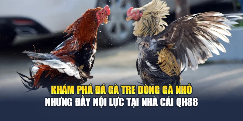 Khám phá đá gà tre dòng gà nhỏ nhưng đầy nội lực tại nhà cái QH88