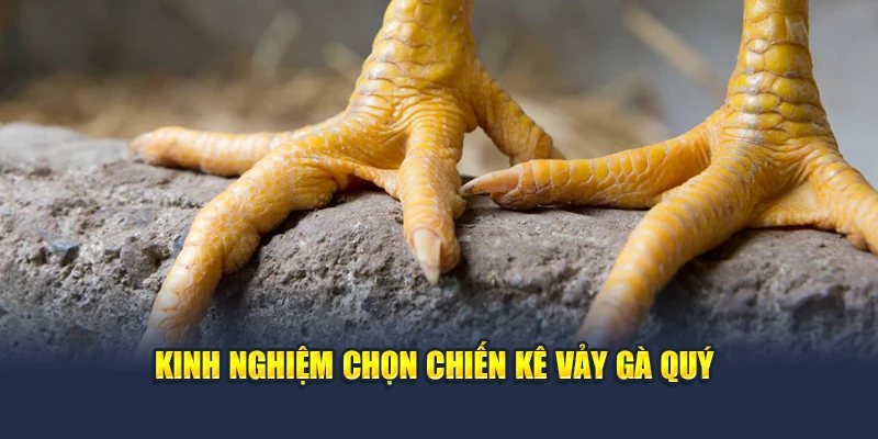 Kinh nghiệm chọn chiến kê vảy gà quý