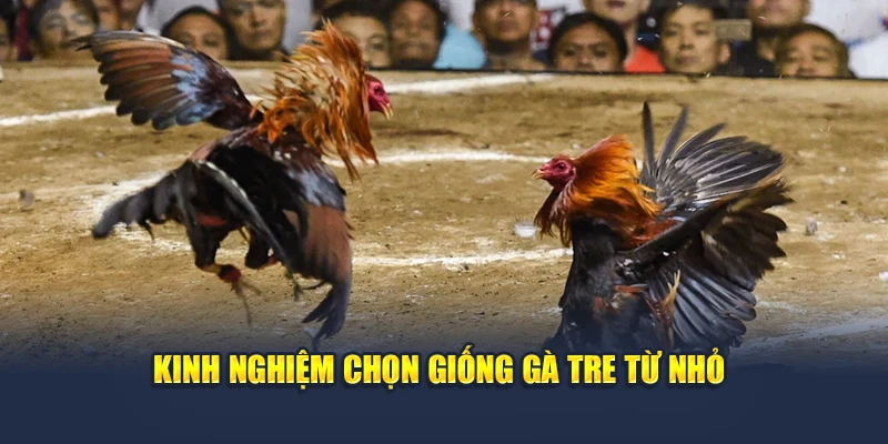 Kinh nghiệm chọn giống gà tre từ nhỏ