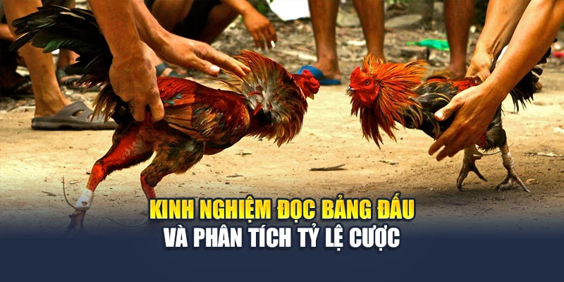 Kinh nghiệm đọc bảng đấu và phân tích tỷ lệ cược