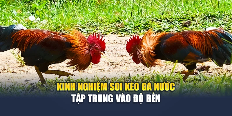 Kinh nghiệm soi kèo gà nước tập trung vào độ bền