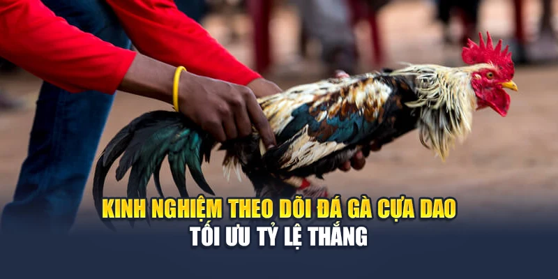 Kinh nghiệm theo dõi đá gà cựa dao tối ưu tỷ lệ thắng