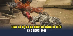 Luật Cá Độ Đá Gà QH88 Rõ Ràng Dễ Hiểu Cho Người Mới