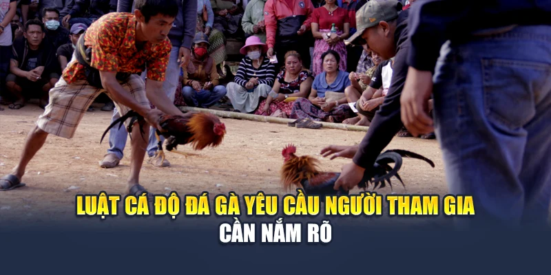 Luật cá độ đá gà yêu cầu người tham gia cần nắm rõ