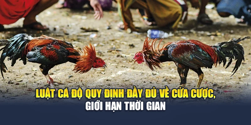 Luật cá độ quy định đầy đủ về cửa cược, giới hạn thời gian