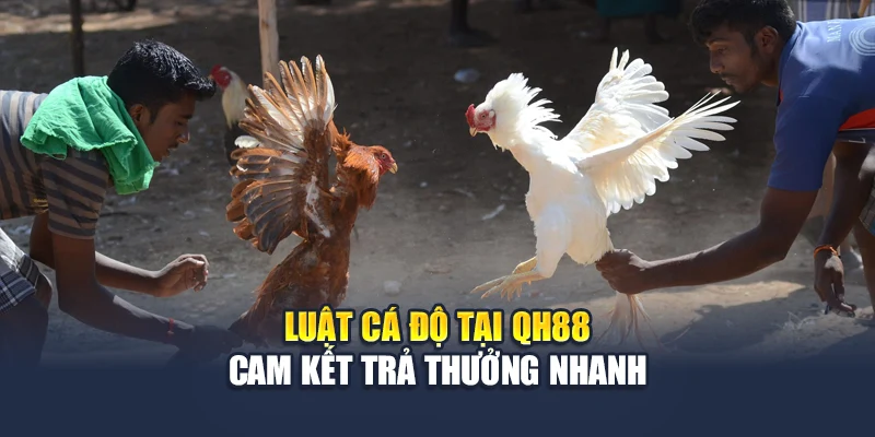 Luật cá độ tại QH88 cam kết trả thưởng nhanh