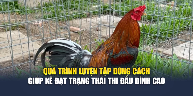 Quá trình luyện tập đúng cách giúp kê đạt trạng thái thi đấu đỉnh cao