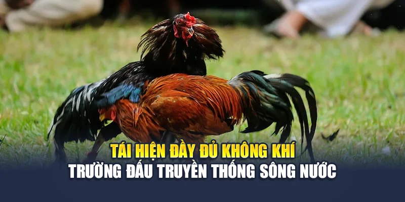 Tái hiện đầy đủ không khí trường đấu truyền thống sông nước