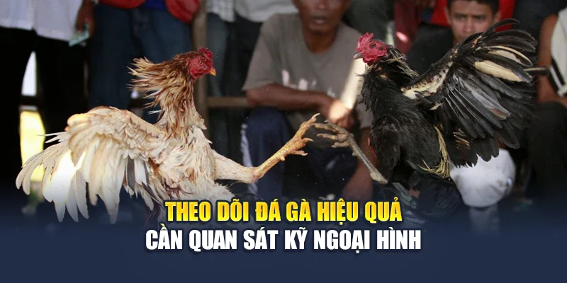 Theo dõi đá gà hiệu quả cần quan sát kỹ ngoại hình
