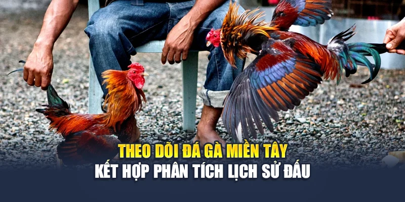 Theo dõi đá gà miền Tây kết hợp phân tích lịch sử đấu