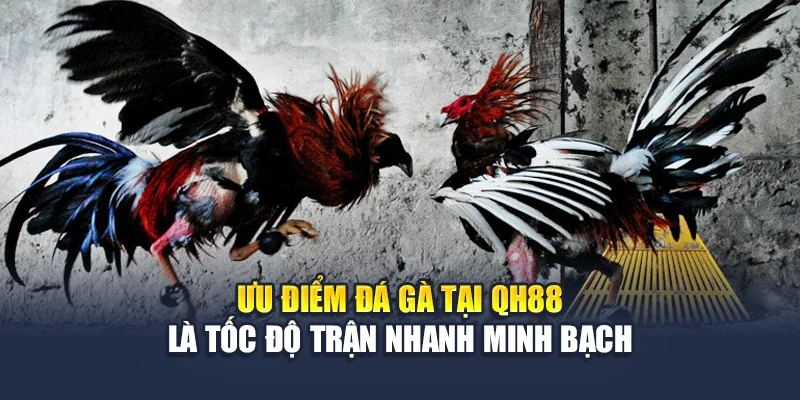 Ưu điểm đá gà tại QH88 là tốc độ trận nhanh minh bạch