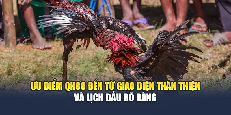 Ưu điểm QH88 đến từ giao diện thân thiện và lịch đấu rõ ràng